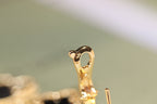 Aura CLOVER EARRINGS GOLD ONYX MOP 3 MOTIF